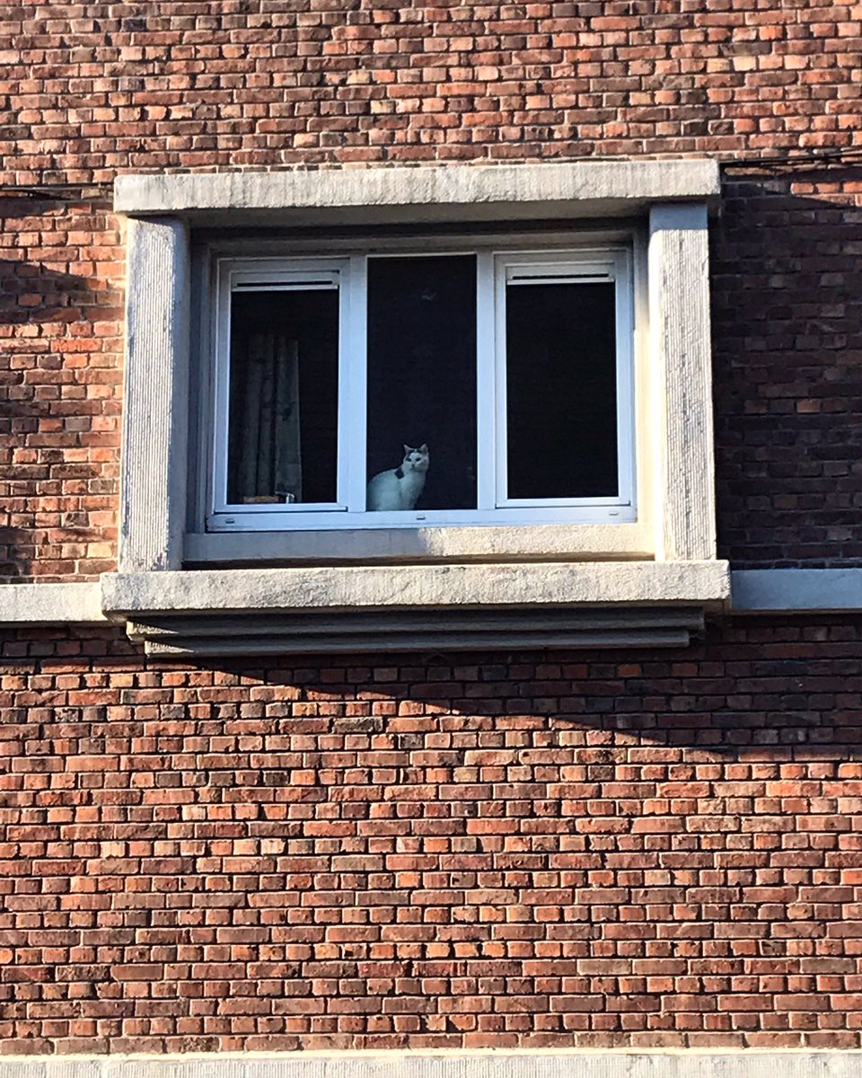 realityglimpses's tweet photo. Dla Was kotek z #Verviers.  Ja dzisiaj, jak kotki, robię #SelectiveParticipation w życiu.  Niech ono sobie biegnie, a ja zostanę sobie nieco z boku… https://t.co/GAOxG3TDkP