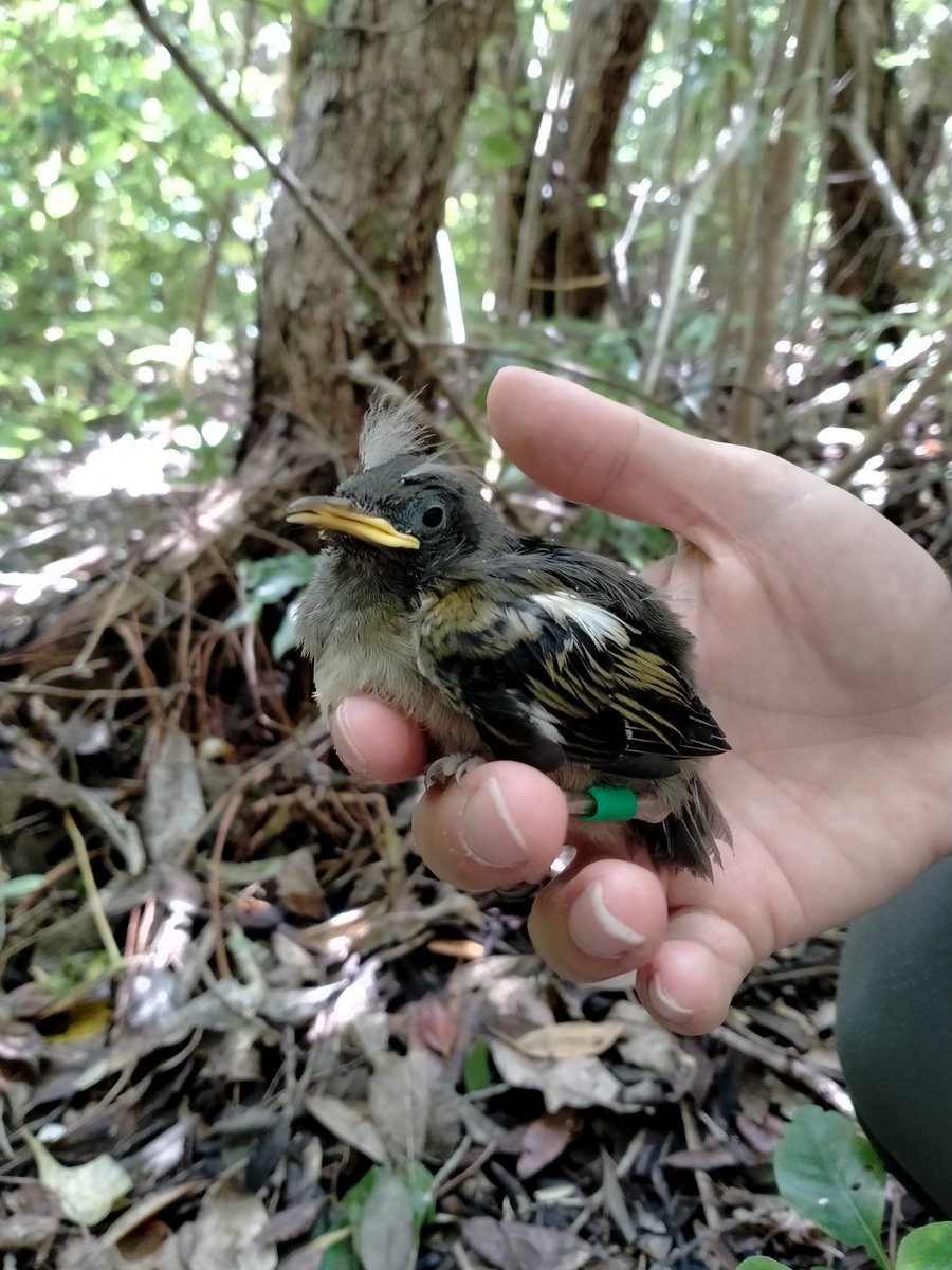 The 100th chick was banded on #TiritiriMatangi today.

The females are finishing off their 1st nests and getting ready to nest again this breeding season.

#hihi #stitchbird #NZbirds #nzconservation #conservation #birdbanding #birdringing #monitoring