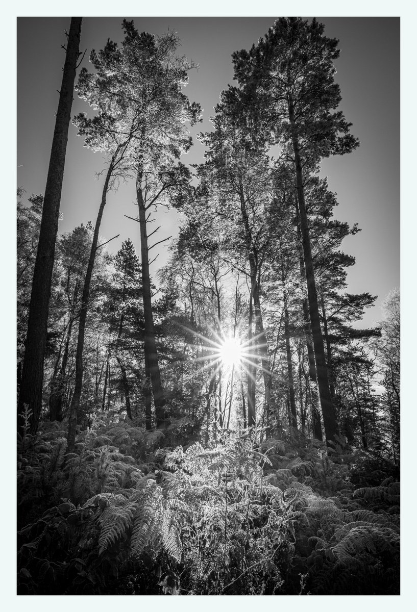 PaulLangley18's tweet photo. Coombs wood, Eden valley Armathwaite. Cumbria @NatureUK @CumbriaMagazine @PictureCumbria @Cumbria_Lakes @Natures_Voice @EdenRiversTrust https://t.co/94FiBr3gcG