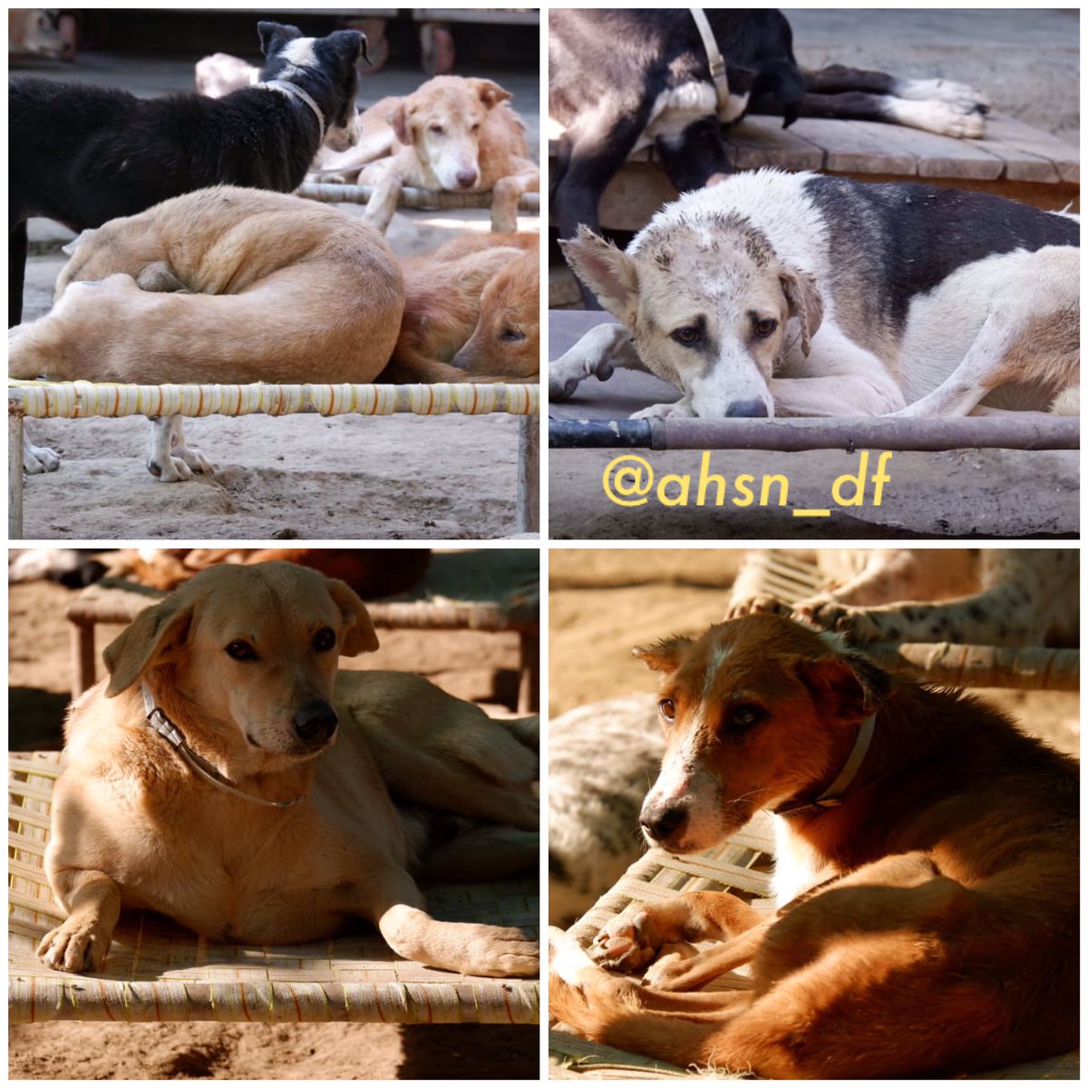 AHSN_Volunteers's tweet photo. “Winter is not a season, it’s a celebration.” - Author Unknown

Beautiful sunny day in December and our 4 legged friends in various forms of chill. @CeoNoida @noida_authority https://t.co/JhTY5ePI29