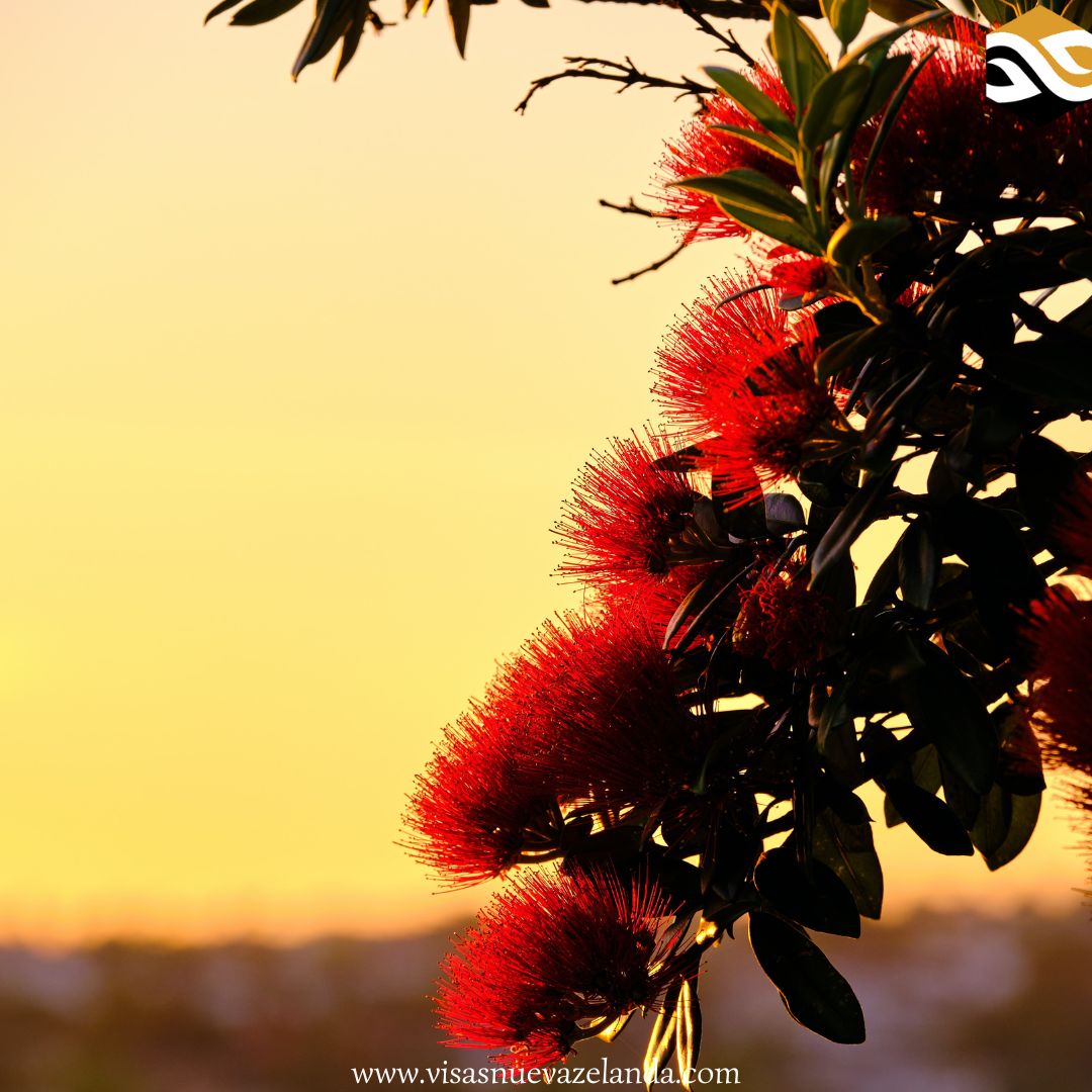 VisasNz's tweet image. 🎄Pohutukawa tree🎄

El pōhutukawa es uno de los árboles más icónicos de Nueva Zelanda. 

Este árbol florece durante la temporada de Navidad, que es durante el verano de Nueva Zelanda, de ahí que se le conozca como el árbol de Navidad.

Contáctanos
👇👇👇
visasnuevazelanda.com/es/evaluacion