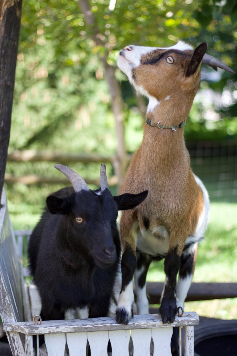 @SiKImagery #Animalshots Silly goats!