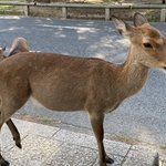 ツイートに含まれる画像