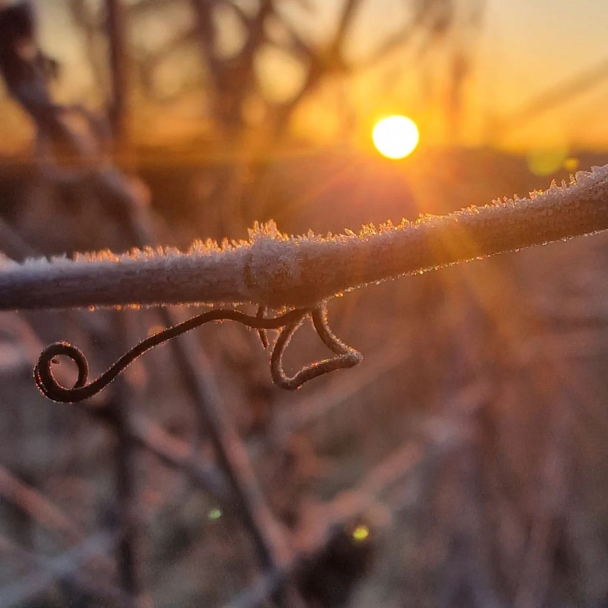 The changes in scenery around the vineyard have been incredible! 

Lovely and clear… then down to minus 6C when we finished at 3am.

Also, why don't dogs' paws get cold on the ground? 🐾 🤔 

#englishsparklingwine #vineyardtours #vineyardlife #berkshirelife #Newbury #Berkshire