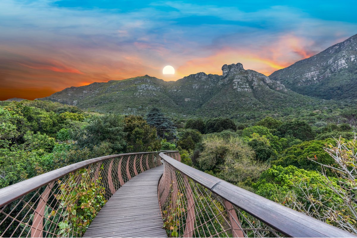 Kirstenbosch National Botanical Garden Tree Canopy walkway during sunset in Cape Town, South Africa. 

📸Arnold Peterse

#MotherCity #CapeTown #SouthAfrica