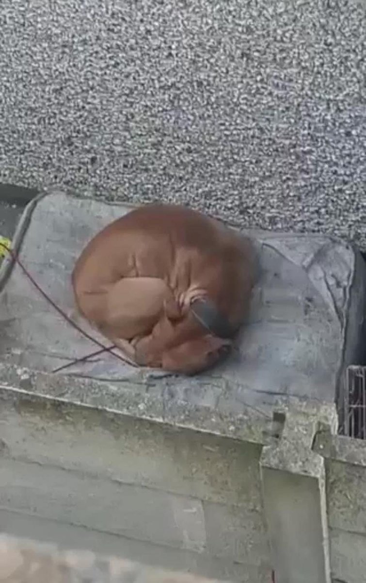 MyLovelyHorseR's tweet photo. We have to share this. Right now, so many animals are suffering, just trying to survive. 

People witnessed this dog trying to sleep in the freezing cold. They called to the house &amp; secured the dog. The man that owned him had him tied up outside &amp; didn’t want him anymore! (1/2) https://t.co/VTG6pSzcpc