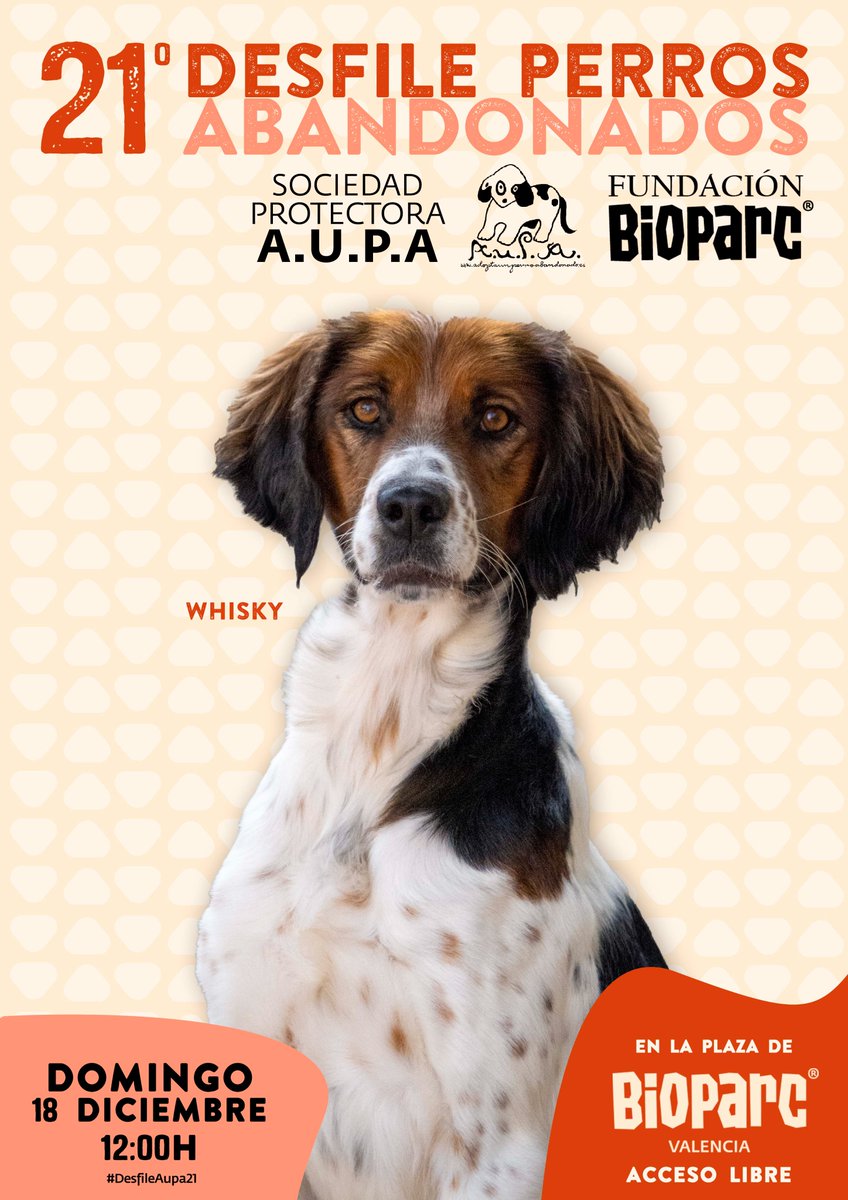 Este domingo 18 de diciembre a las 12h, os esperamos en la plaza de acceso de BIOPARC Valencia para el 21º desfile solidario de perros abandonados para potenciar las adopciones 🐶 

Comparte #DesfileAupa21 y ¡ayúdanos a encontrarles un hogar! 🐕 bioparcvalencia.es/21-desfile-per…