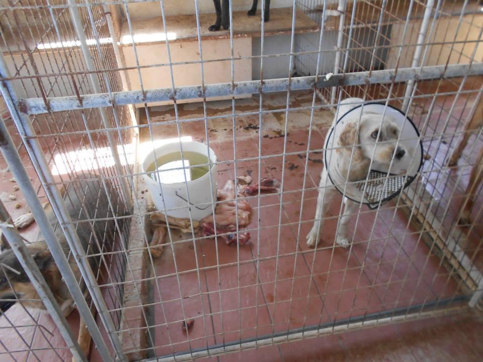 Current government has provided no solution for animal cruelty: CSPCA | Cyprus Mail cyprus-mail.com/2022/12/13/cur…