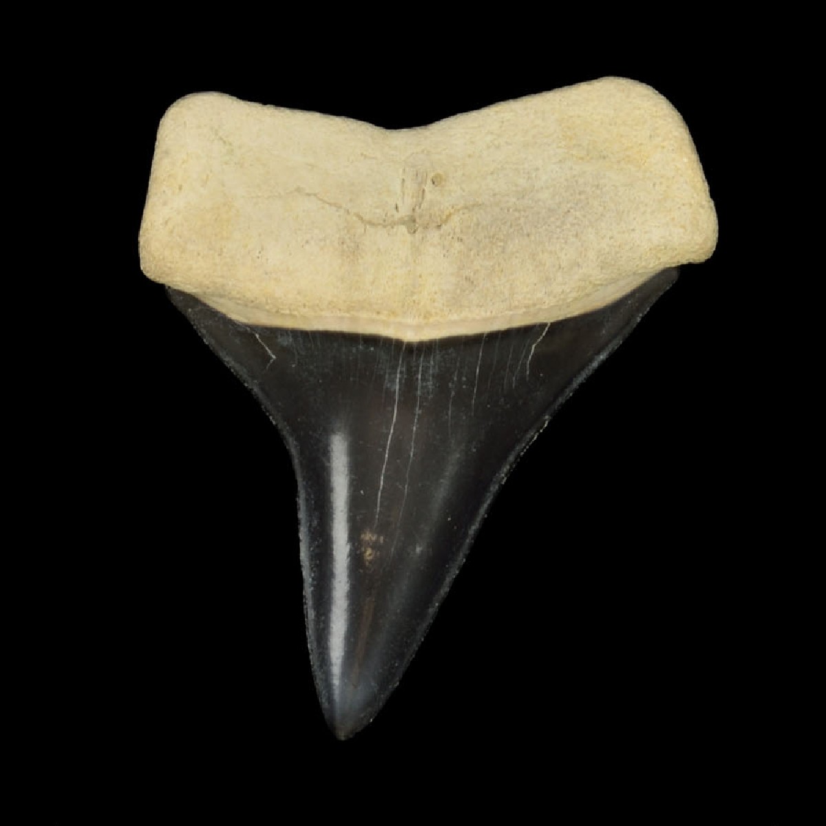 Florida Museum tweet media