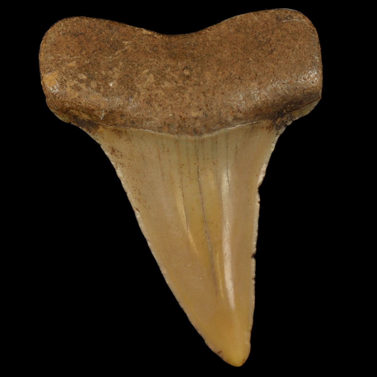 Florida Museum tweet media