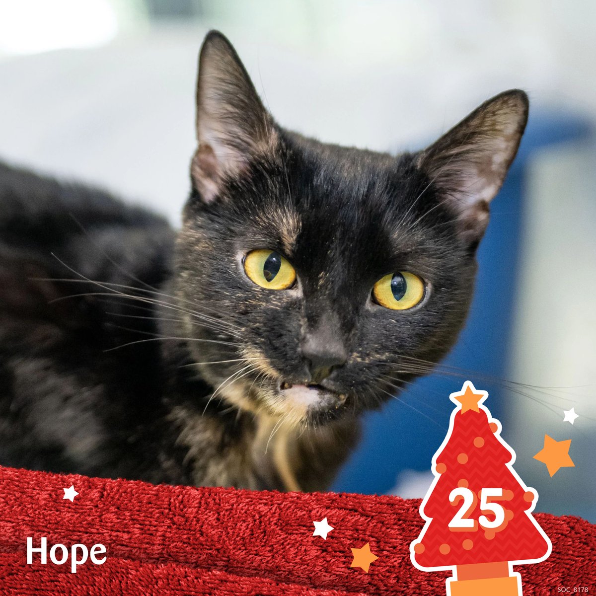 🎄 Merry Christmas! Meet Hope… our final #CatventCalendar2022 moggy! ✨🎄 This winter we’re striving to do everything we can to help more #cats like Hope feel at home in our care. cats.org.uk/feelslikehome Thank you for your Catvent Calendar support this year!