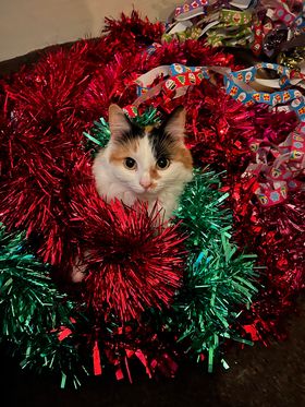 It's day 13th of our countdown to Christmas and today we wanted to share this photo of Missy who is obsessed with tinsel (as you can see!). She is doing really well in her home and loves lap sits and being groomed. 😻🎄

#AdoptDontShop #Catvent #AdventCalendar