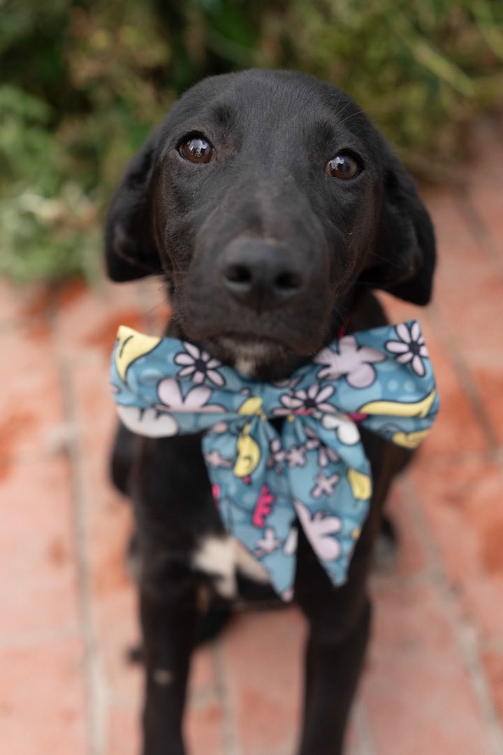 AsociacionMi's tweet photo. Seguimos buscando hogar, 5 meses y nadie pregunta por nosotras 🥺🥺🥺 esterilizadas, vacunadas y hermosas negras 🖤🖤 dame una oportunidad. 

📲 3118009018 https://t.co/vZETx2JUXd