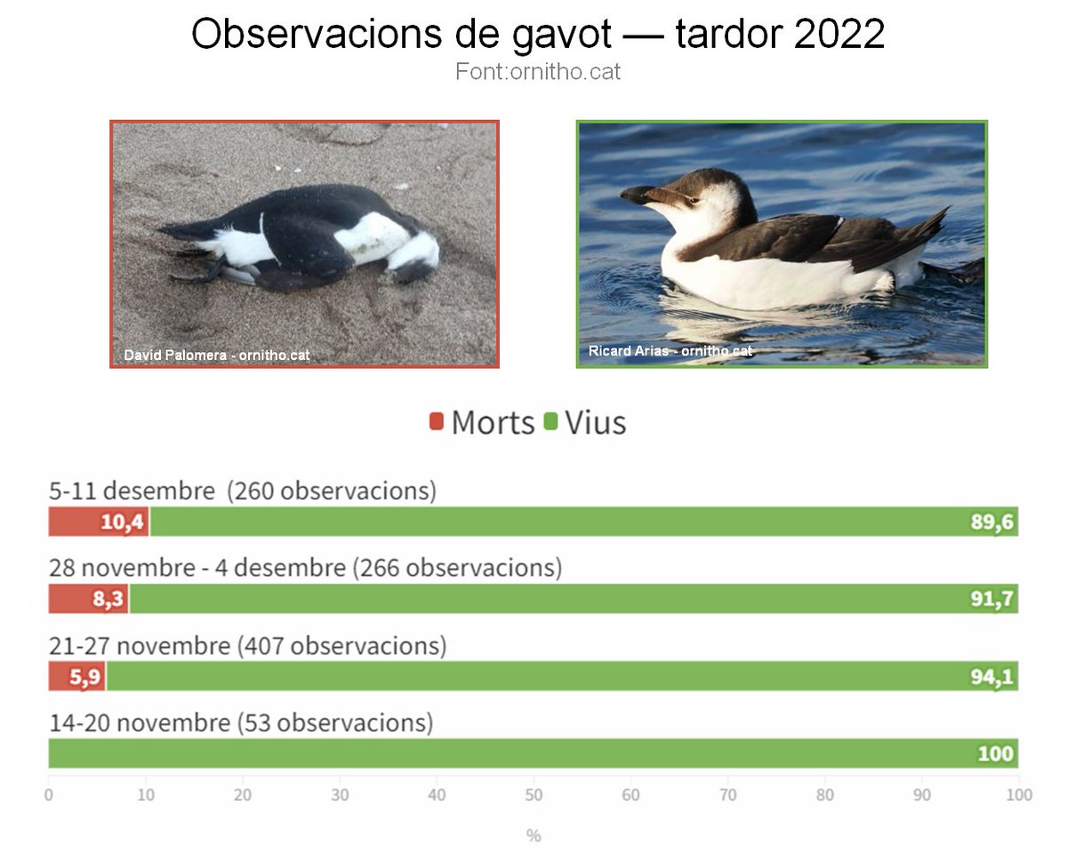 ICOcells's tweet photo. El % d'observacions de gavots morts va creixent, senyal q l'estat de molts ocells empitjora😰Detectem patrons com aquest pq https://t.co/Mqcs1IPuML permet agafar les típiques observacions de camp i dades mortalitat alhora així q 💯gràcies per contribuir-hi amb les vostres dades! https://t.co/4a2cVZwtzN