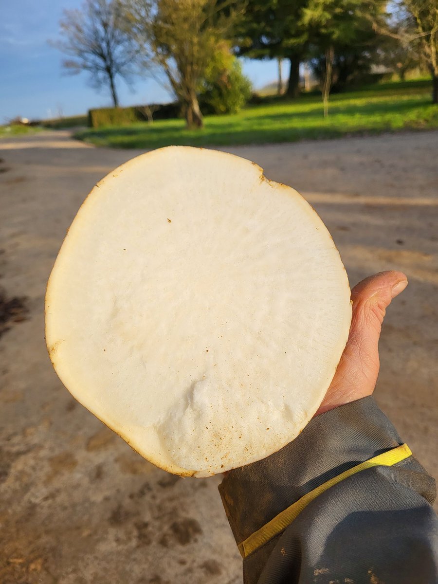menierjeanrene's tweet photo. Plutôt jolie cette blancheur du navet quand on le coupe
Ici un petit ballon de 2kg quand même
#fierdevousnourrir
@EuredenGroup @d_aucy https://t.co/5V9wscfmLH