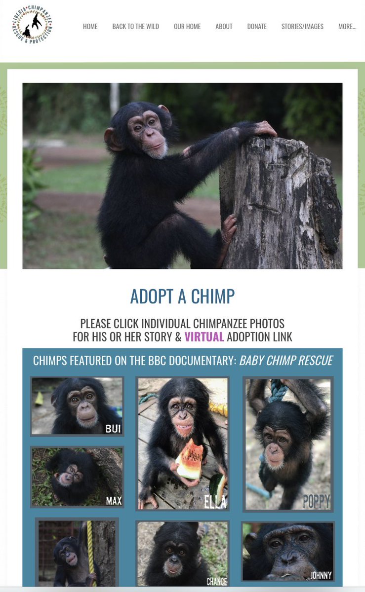 Great Gift🎄 liberiachimpanzeerescue.org/adopt-a-chimp.…