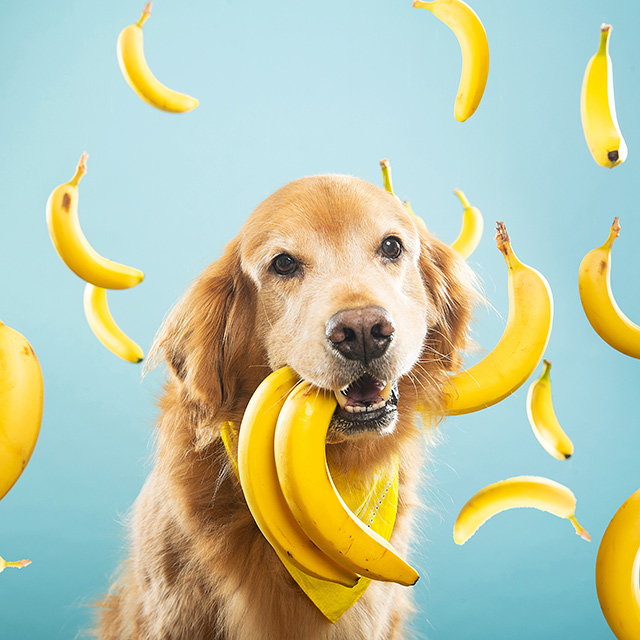 SOS Levrieri tweet media