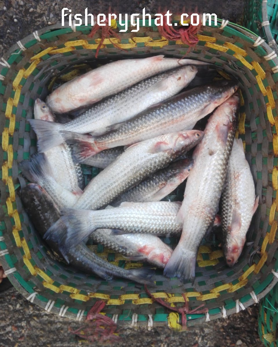 fisheryghat's tweet photo. এ সময়ে “হরুল বাটা" মাছের স্বাদ অসাধারণ হবে।
#organic #seafish #projectfish #freshfish #safefish #tastyfish #exclusivefish https://t.co/N0IgZlGO32