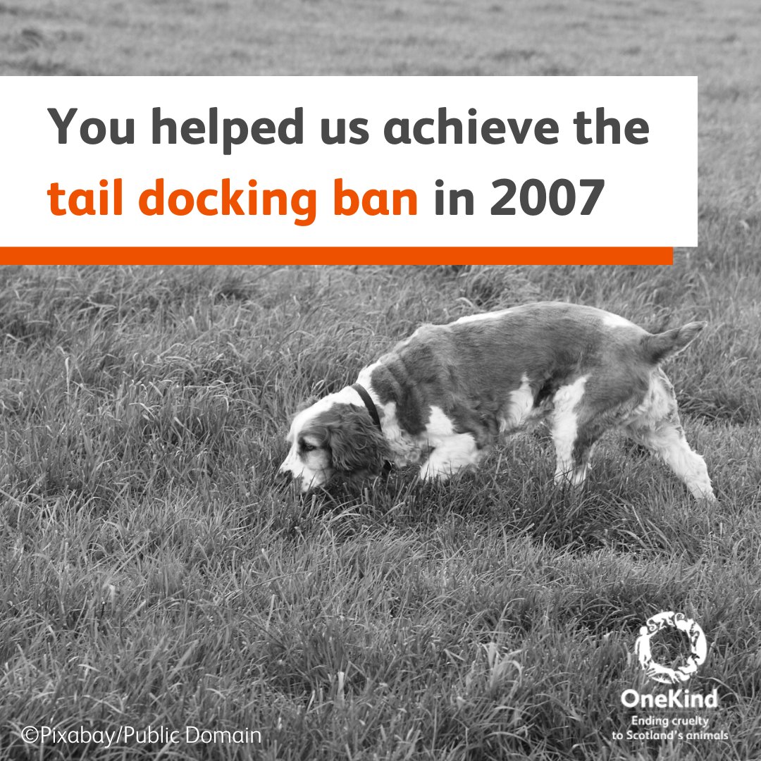 onekindtweet's tweet photo. Reflecting on more of our work this century, over 15 years ago, our campaign work helped result in Scotland becoming the first UK nation to ban the #taildocking of dogs.

Sadly, this was reintroduced in 2017 for working dogs, and we continue to push for an outright ban to return. https://t.co/ukjTaimUH8