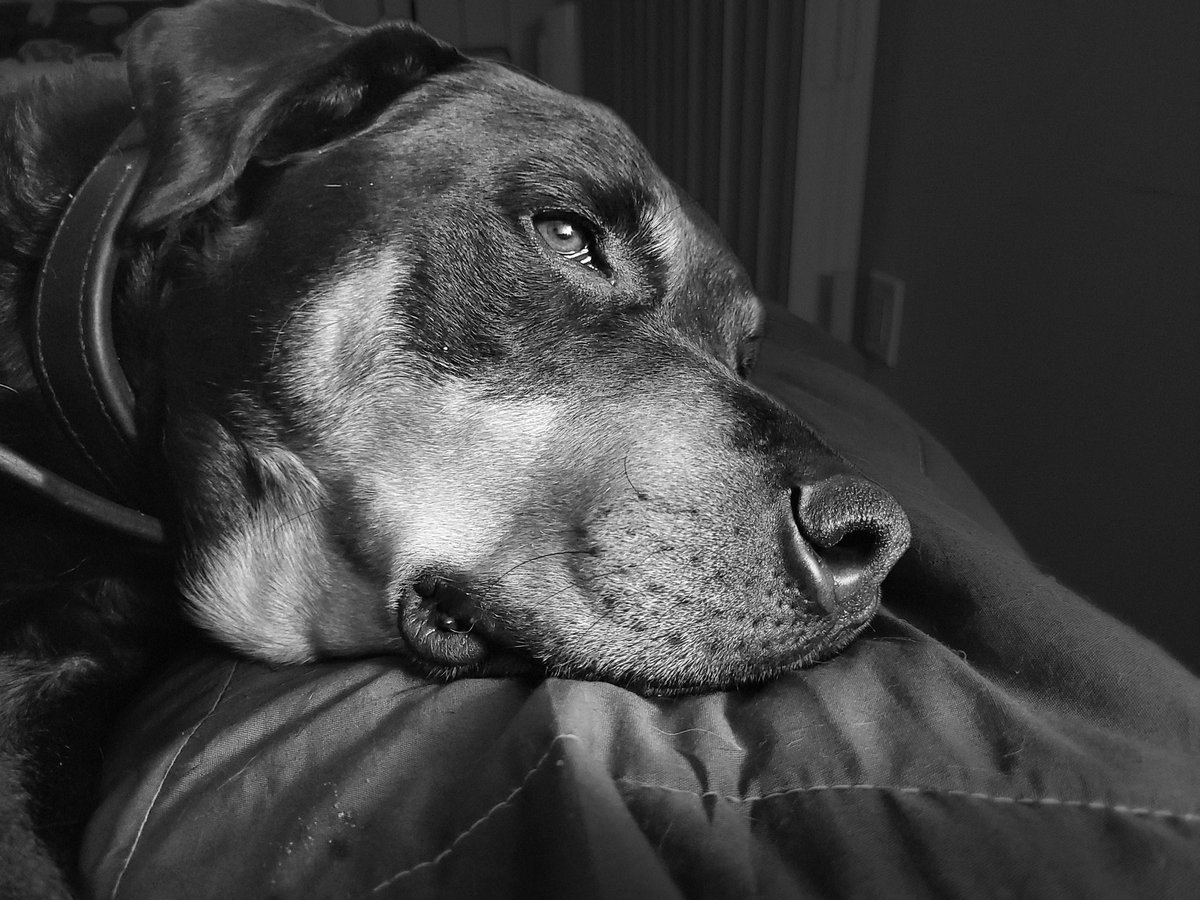 servicerotties's tweet photo. In the human world, we may not have a lot. There's not much money,  no big vacations and I know my human struggles with many things others don't. 
But in the Dog world we're very well off. I always get fed and have warm  comfy places to rest. And we have each other 🐾❤️
#DogLove https://t.co/x3L5s1Pszs