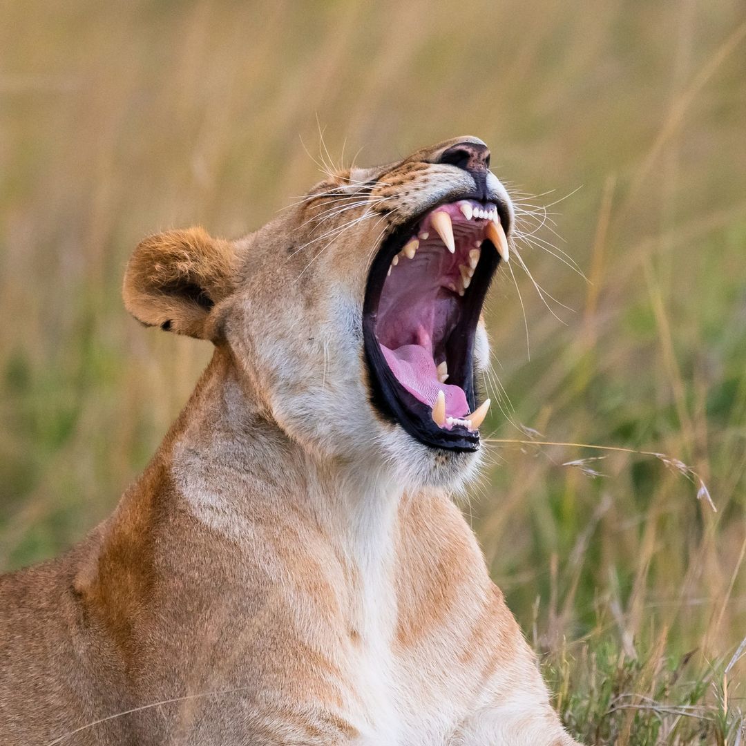 Lions Bite Force approximately 650 PSI vs Humans 150 PSI…So Don't Mess
🦁 Masai Mara | Kenya
#wildlife #lionsofafrica #nationalgeographic #bbcearth #naturephotography #natgeo #wildlifephotography #wildlifepic #bownaankamal #worldshares #NiFFeature #wildlife_perfection #lion