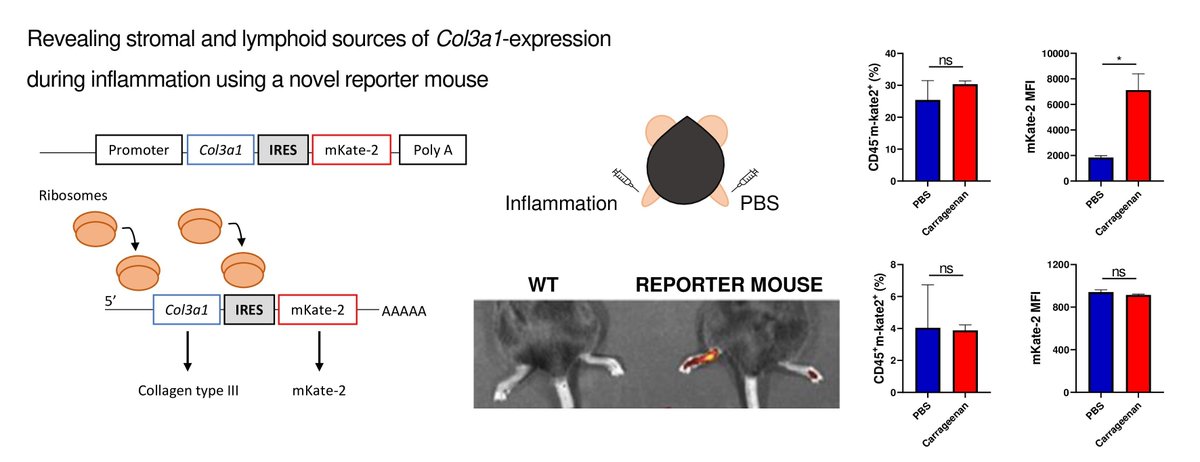 🆕 Revealing stromal & lymphoid sources of #Col3a1-expression during #inflammation using a novel reporter mouse 👏 Larissa C da Rosa, @scales_hannah, Sangeet Makhija et al. @UofGSii #OA ➡️bit.ly/3UTYD5k