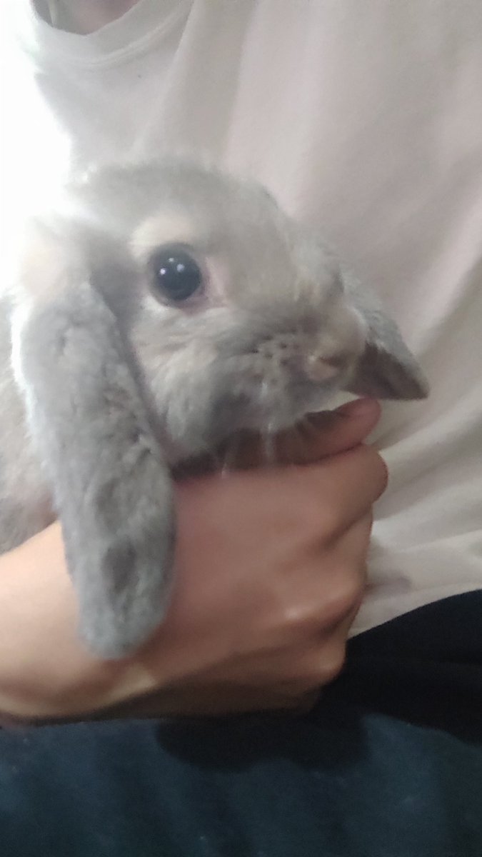 🐰☔ tweet media