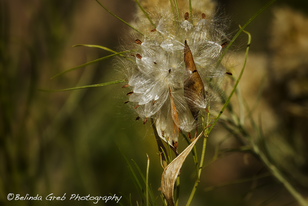 BelindaGreb's tweet image. Milkweed - the ugly duckling of flora-bg 
belinda-greb.pixels.com/featured/milkw… Nature Photography at belinda-greb.pixels.com
#photography