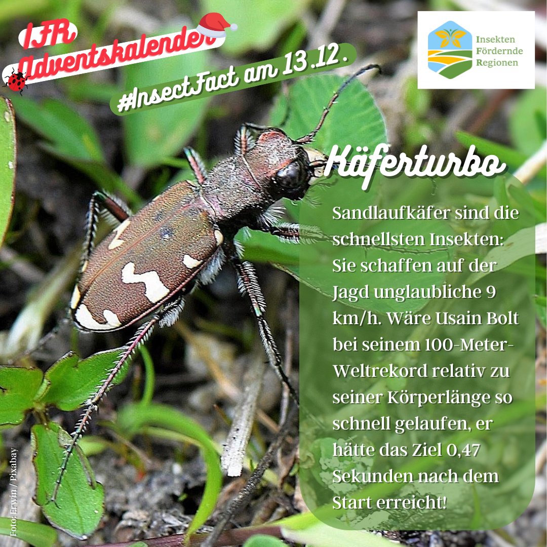 LIFE_IFR's tweet photo. https://t.co/TnoPLxF4xl🐞
#Naturschutz #Umweltschutz #Nachhaltigkeit #Biodiversität #Insekten #Bienen #Insektenschutz #Landwirtschaft #IFR #LIFE #InsektenförderndeRegionen #Advent #Adventskalender #InsectFact @LIFEProgramme @baeuerliche @Global_Nature_F @bluehland @NestleGermany https://t.co/mfLncWncKp