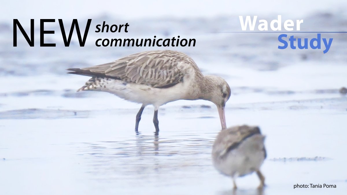 First documented records of Bar-tailed Godwit in Peru
by Ortiz et al.
waderstudygroup.org/article/16562/

#ornithology #waders #shorebirds
@CORBIDIteam @UNSLGICA @usask @eveconnection @CrisSiguas