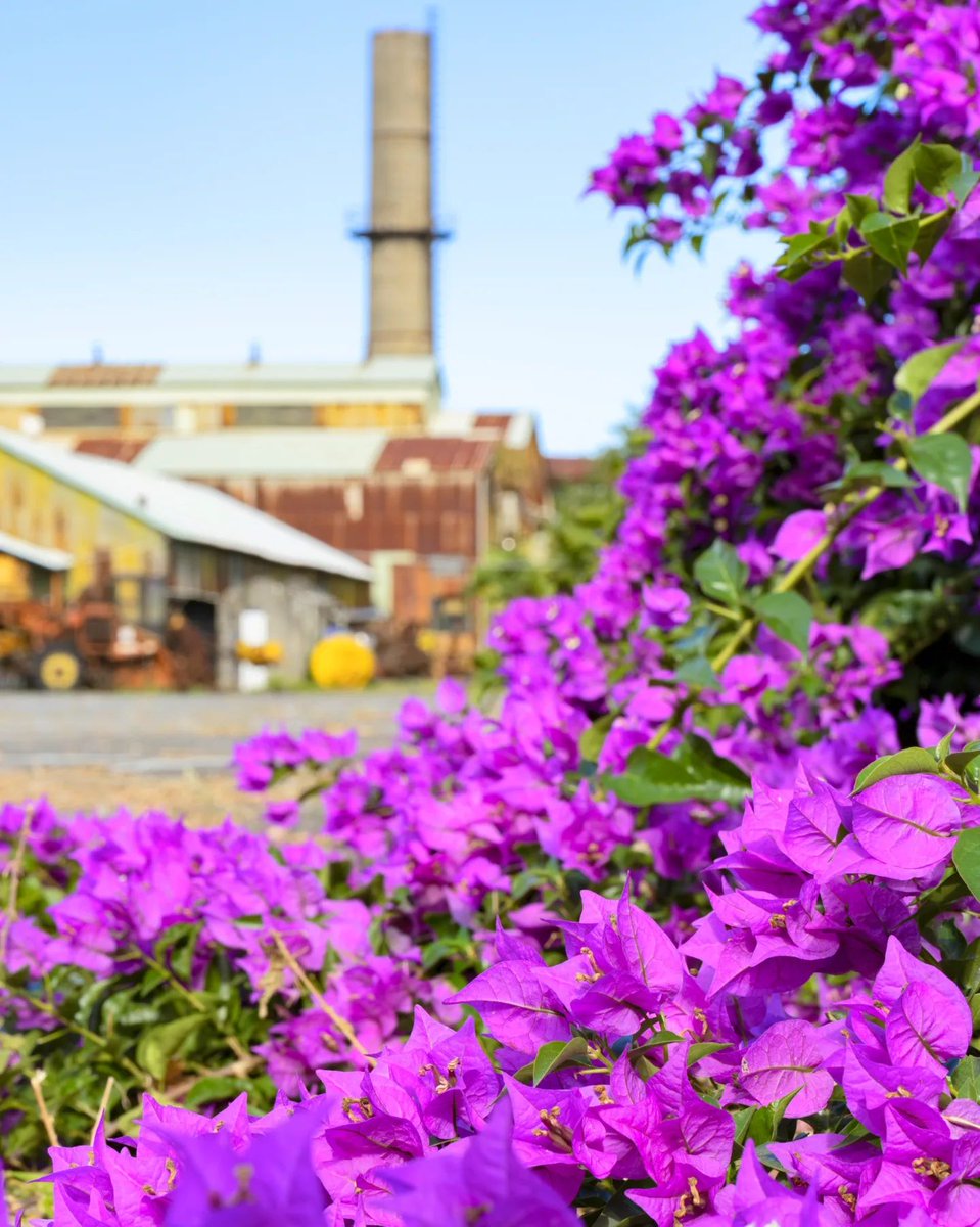 The peak of #flower season in Taichung has arrived. With the European-style garden and the Ferris wheel as the backdrop, stand in the sea of flowers to capture a picture-perfect #photograph!