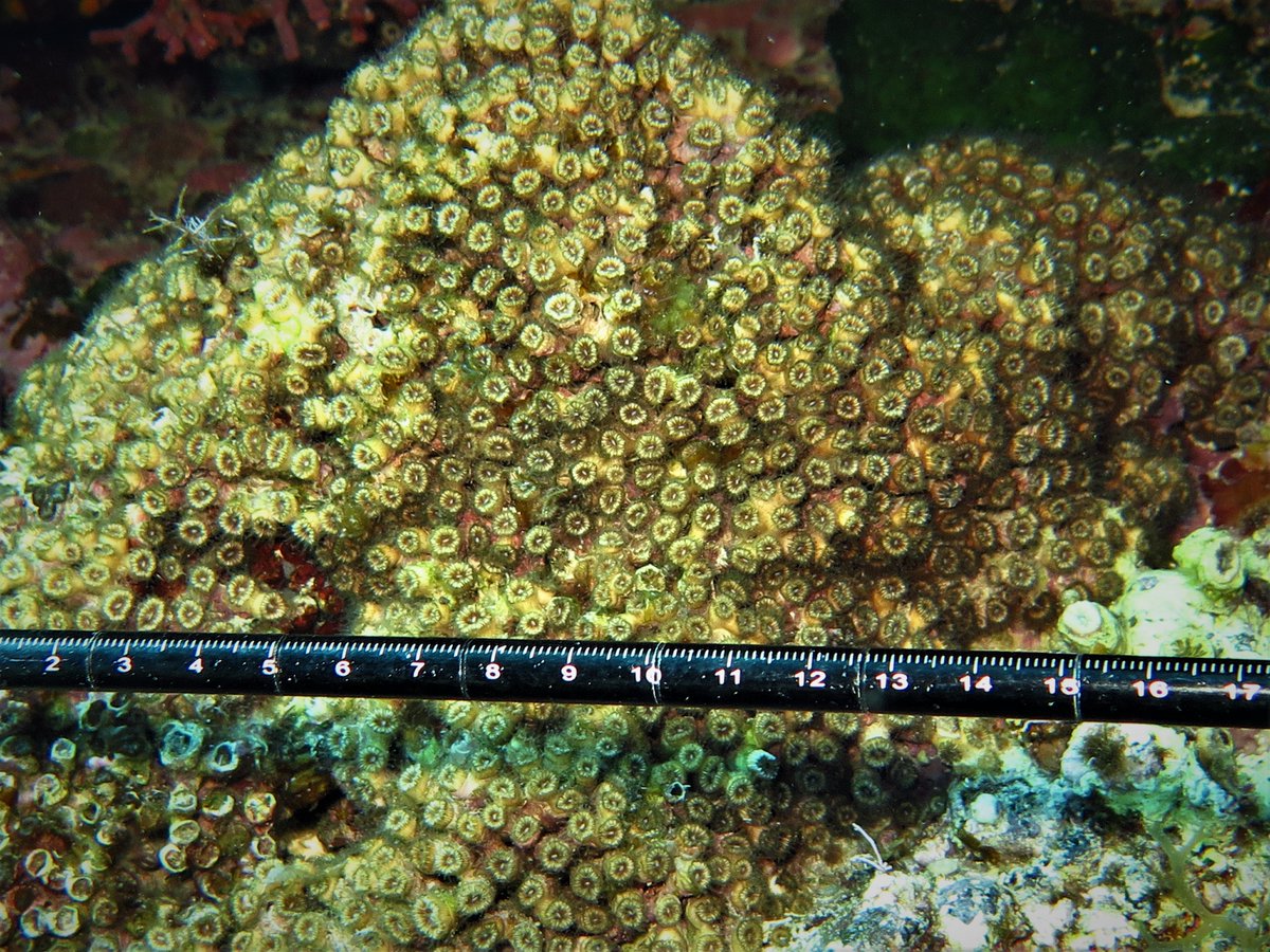 marenostrumdive's tweet photo. Did you know that 𝘊𝘭𝘢𝘥𝘰𝘤𝘰𝘳𝘢 𝘤𝘢𝘦𝘴𝘱𝘪𝘵𝘰𝘴𝘢 is t𝐭𝐡𝐞 𝐨𝐧𝐥𝐲 𝐫𝐞𝐞𝐟-𝐛𝐮𝐢𝐥𝐝𝐢𝐧𝐠 𝐜𝐨𝐫𝐚𝐥 𝐢𝐧 𝐭𝐡𝐞 𝐌𝐞𝐝𝐢𝐭𝐞𝐫𝐫𝐚𝐧𝐞𝐚𝐧 𝐒𝐞𝐚? We would love to introduce you to the 𝐜𝐨𝐫𝐚𝐥 𝐥𝐢𝐟𝐞 𝐨𝐟 𝐔𝐬𝐭𝐢𝐜𝐚 𝐈𝐬𝐥𝐚𝐧𝐝 > https://t.co/uYPlPpdiXT https://t.co/SLSxS8vNFs