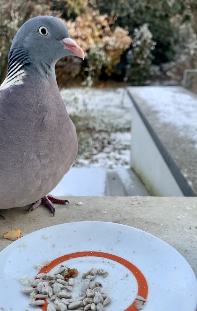 sonjabohne's tweet photo. Diese Bilder wurden in ca. 30 Sekunden aufgenommen... Jetzt muss ich nachfüllen. 
(Übrigens sind Taubenhasser*innen not welcome!) https://t.co/FFnRHQ8zvb