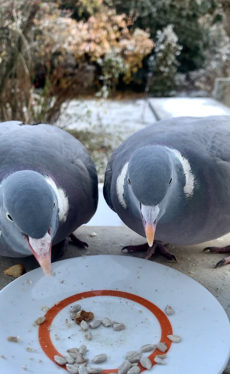 sonjabohne's tweet photo. Diese Bilder wurden in ca. 30 Sekunden aufgenommen... Jetzt muss ich nachfüllen. 
(Übrigens sind Taubenhasser*innen not welcome!) https://t.co/FFnRHQ8zvb
