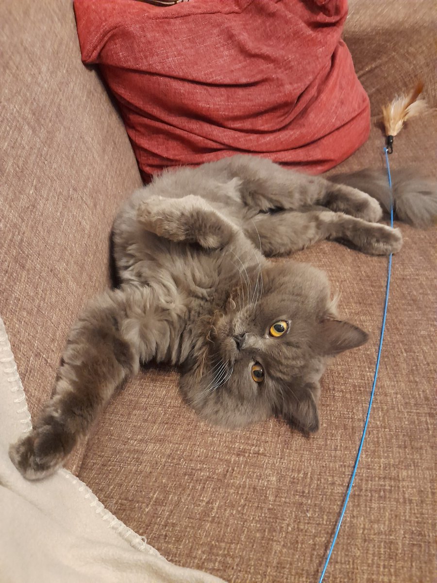gebangsal's tweet photo. Sanaol sarap buhay, Olaf🙄🤣
#cats 
#cutecat
#olafthecat https://t.co/cxNut7W4yk