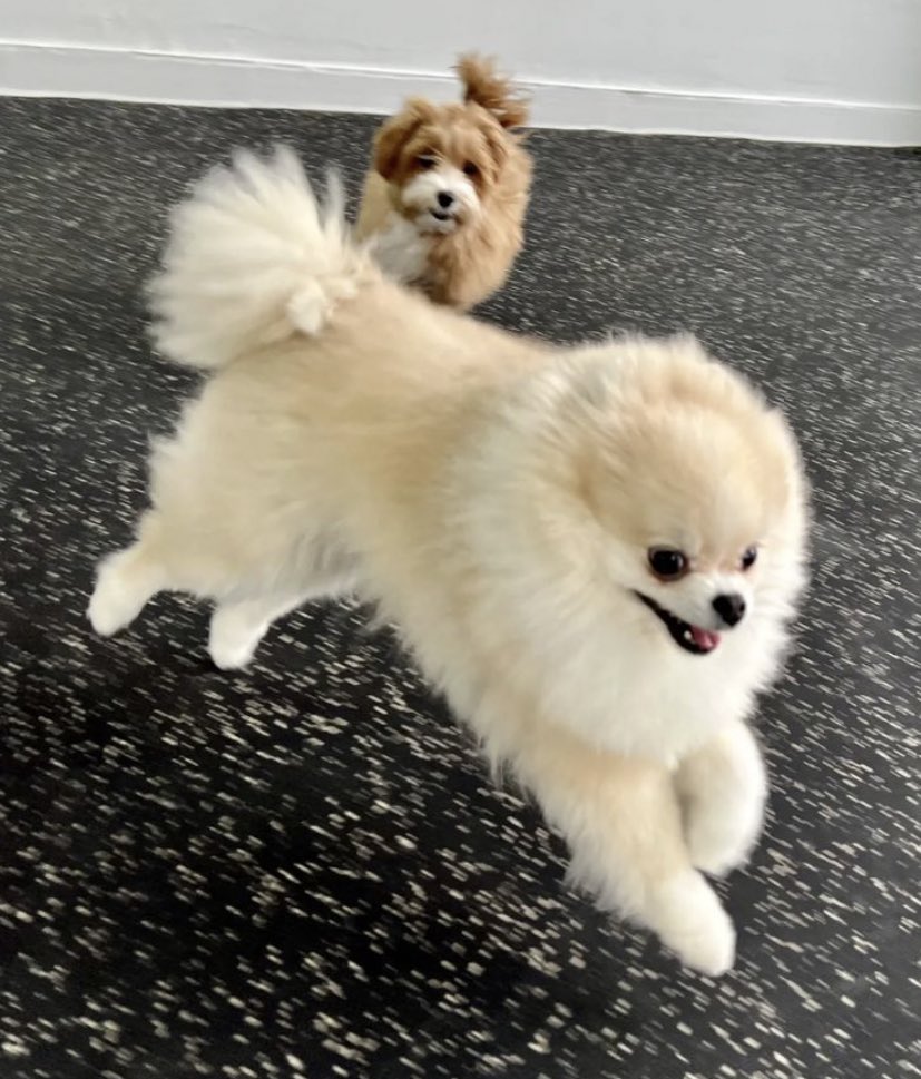 Forkookeu (@forkookeu) on Twitter photo 