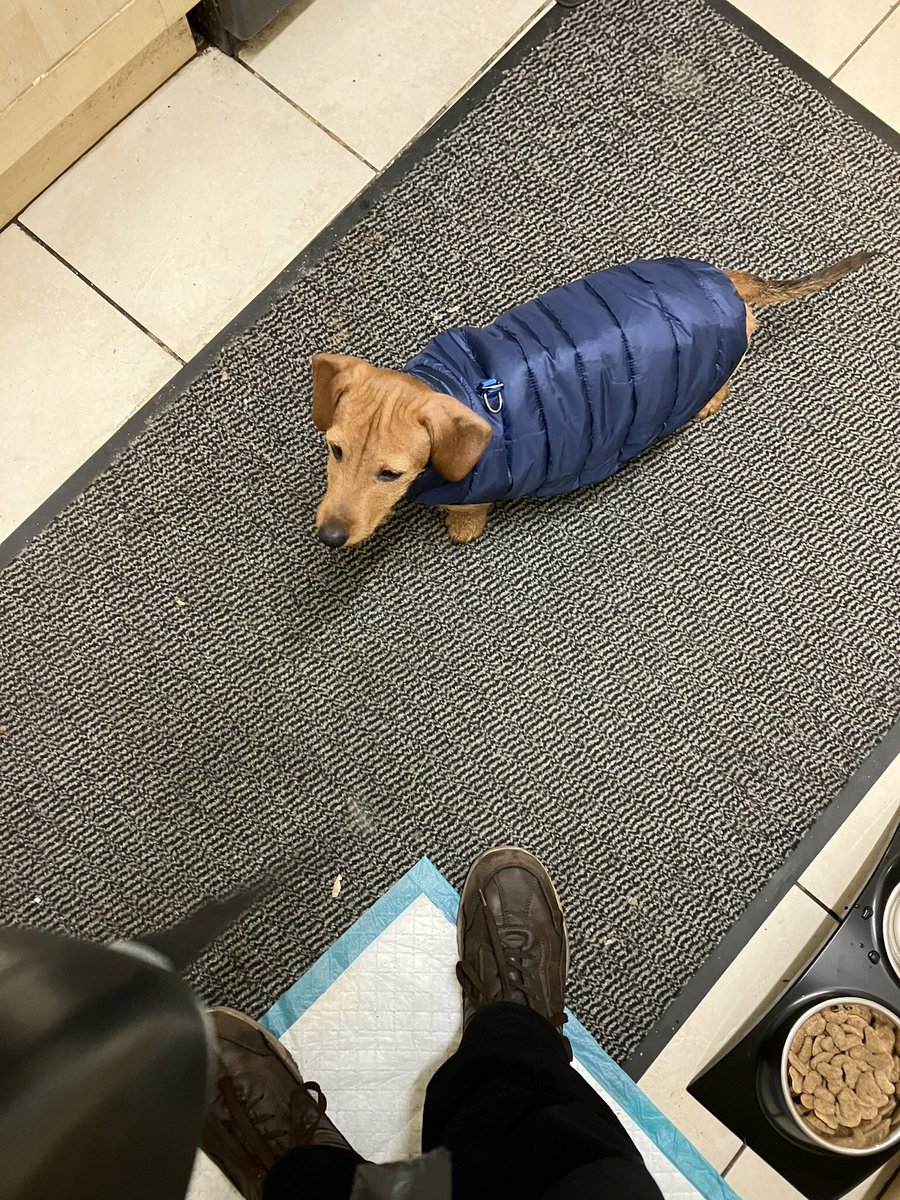 tantrictrevbbq's tweet image. #DogsofTwittter #newfriend #bobthedog