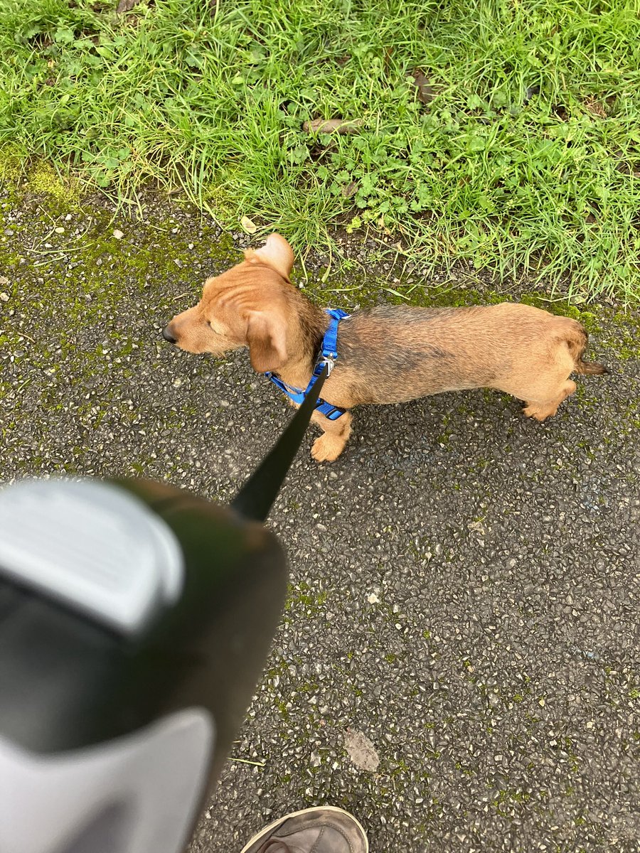 tantrictrevbbq's tweet image. #DogsofTwittter #newfriend #bobthedog