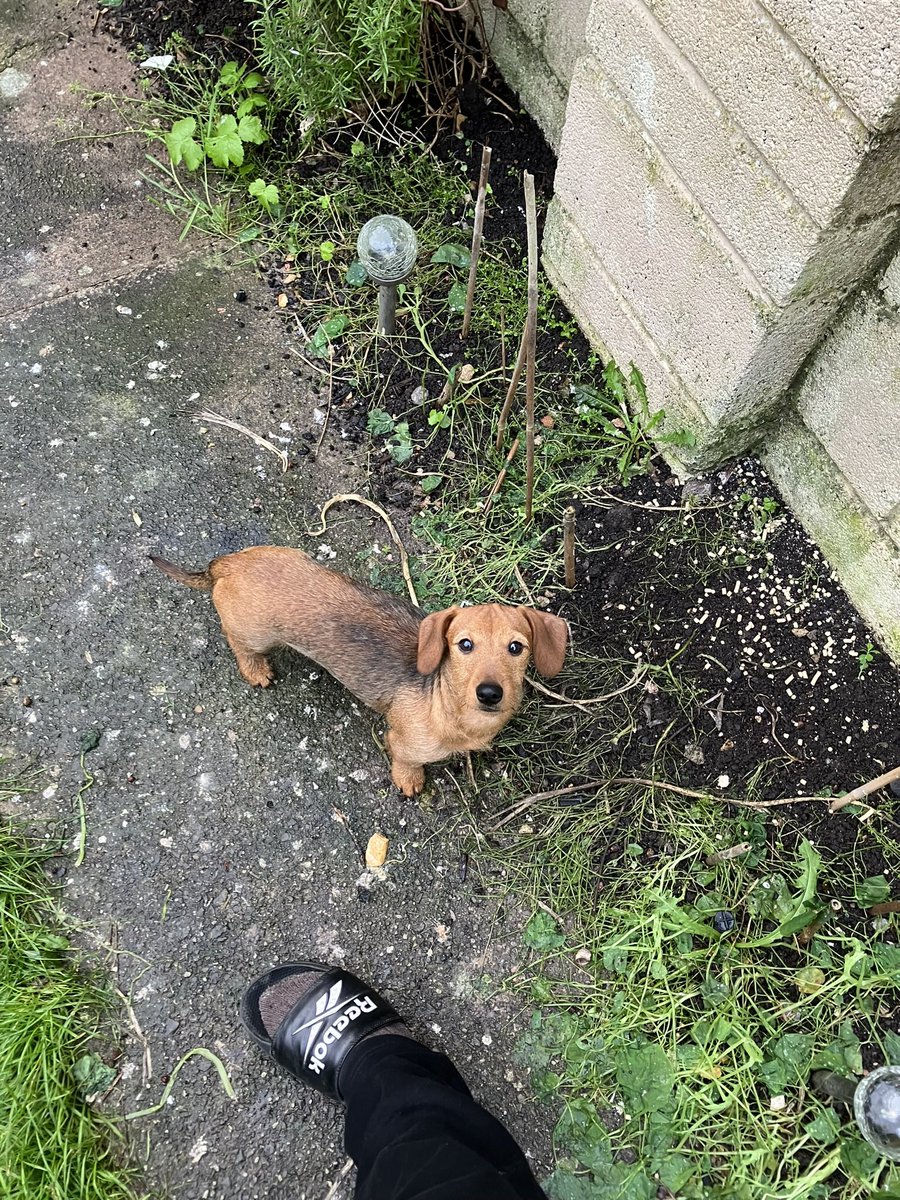 tantrictrevbbq's tweet image. #DogsofTwittter #newfriend #bobthedog