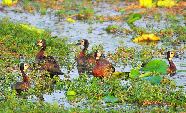 Uganda Birding Safaris
thegorillatrekking.com/uganda-birding…

#Birding #safaris #birdsofUganda #riftvalley #endemics #lesscommonspecies #savannah #thick #forests #birdingtours #travel #explore #naturephotography #wildlifesafaris #boatcruise #wetland #swamp #naturewalks #natureisgood #safaris