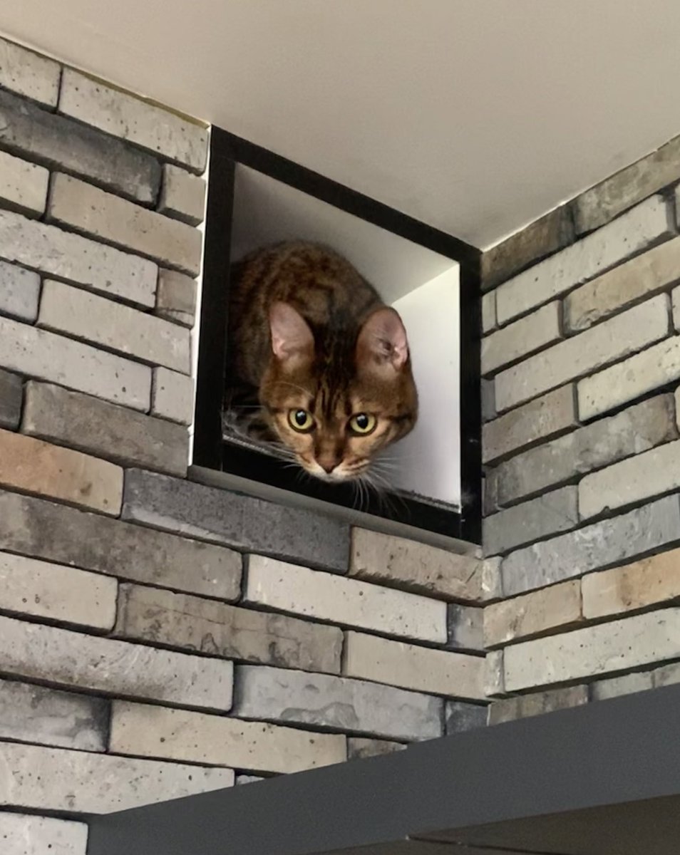 薬の副作用が軽くなったラム、ついに天井のネコ通路登れるように🐈 
