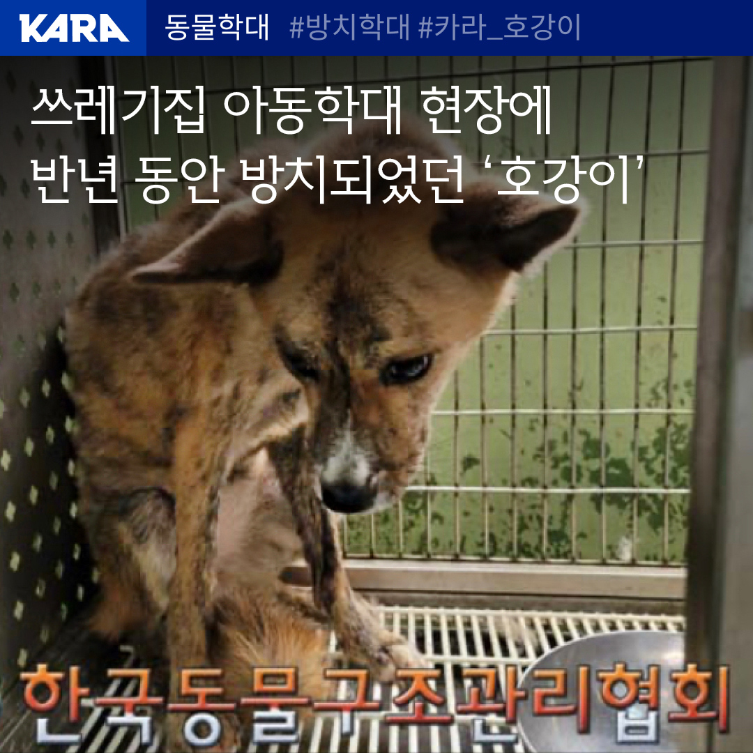 ekara_org's tweet image. 강남구 쓰레기더미 집, 아동과 함께 방치되었던 반려견 '호강'이가 안락사 위기에서 벗어나 구조되었습니다.

▶관련 내용 자세히 보기 ekara.org/activity/polic…
▶관련 기사 보기
n.news.naver.com/article/028/00…