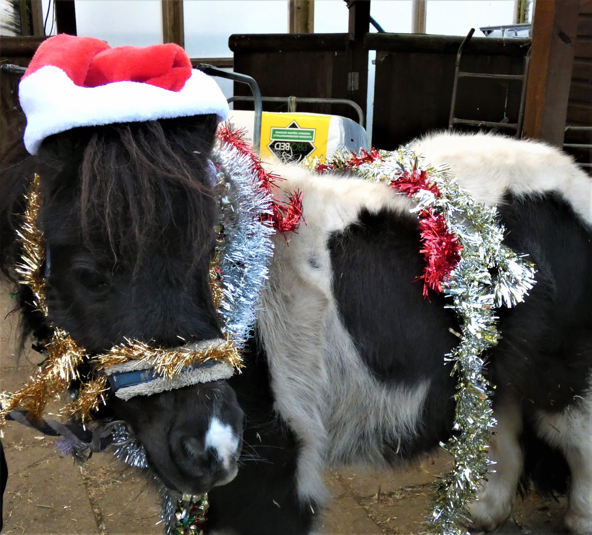 ripleystthomas's tweet photo. Farm Club enjoyed their ‘Best Christmas-dressed Shetland ponies and Springer Spaniel’ competition last night! Rex the Springer was too quick for us, running off with the elf on a shelf! #farmclub #festivefarmclubgreetings https://t.co/UGqzBOy7rQ