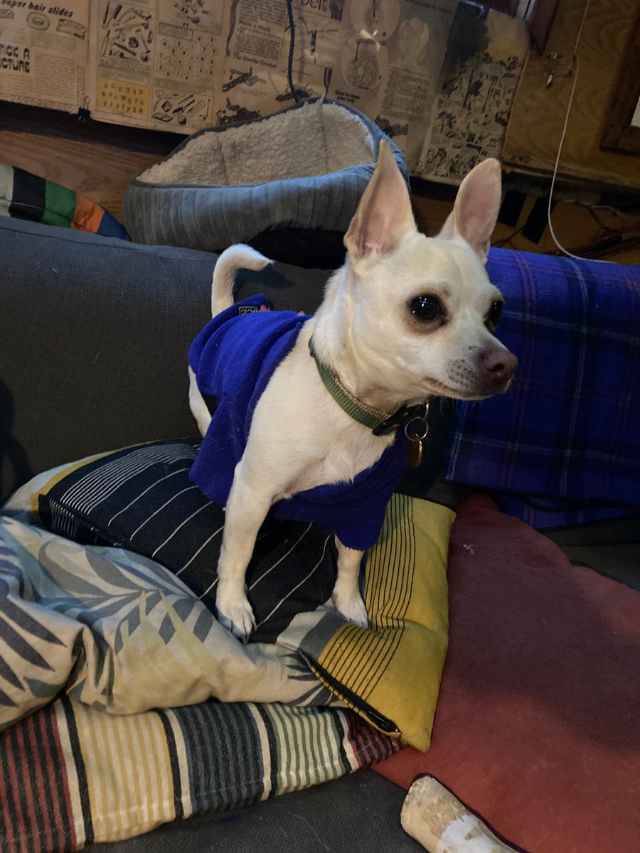 Chico channelling his inner  <a href="/TessDaly/">Tess Daly</a> 

<a href="/bbcstrictly/">BBC Strictly ✨</a> #ifyouknowyouknow