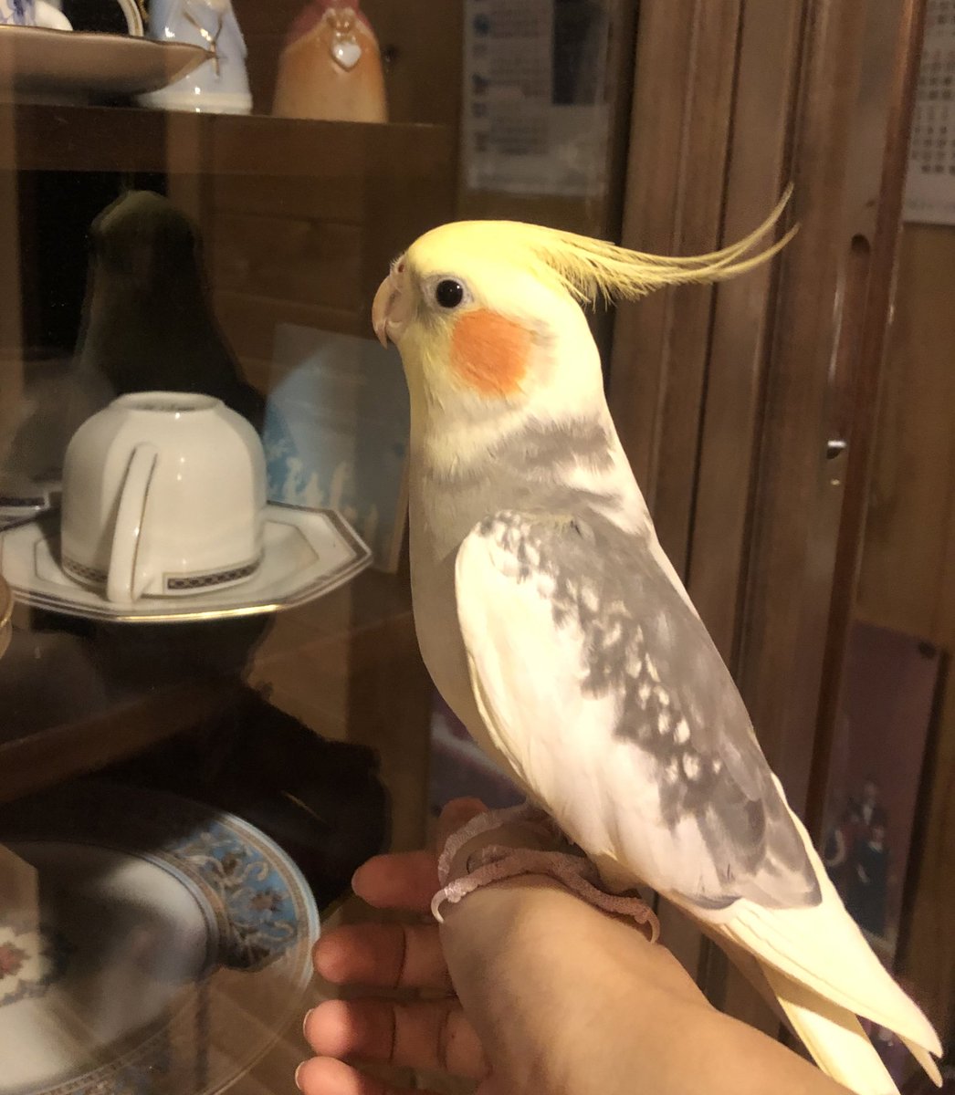 okameinko1213's tweet photo. 【拡散希望】
迷子のオカメインコを探しています。
12月13日長野市浅川団地で逃してしまい、行方不明になってしまいました。
写真の子を見かけましたら、どうかこちらまでDMお願いいたします。

#オカメインコ迷子 #探しています #拡散希望RT協力お願いします https://t.co/lARFIyfmer
