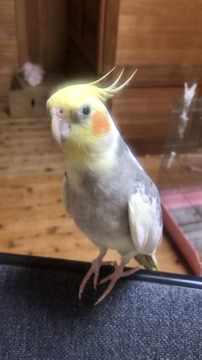 okameinko1213's tweet photo. 【拡散希望】
迷子のオカメインコを探しています。
12月13日長野市浅川団地で逃してしまい、行方不明になってしまいました。
写真の子を見かけましたら、どうかこちらまでDMお願いいたします。

#オカメインコ迷子 #探しています #拡散希望RT協力お願いします https://t.co/lARFIyfmer