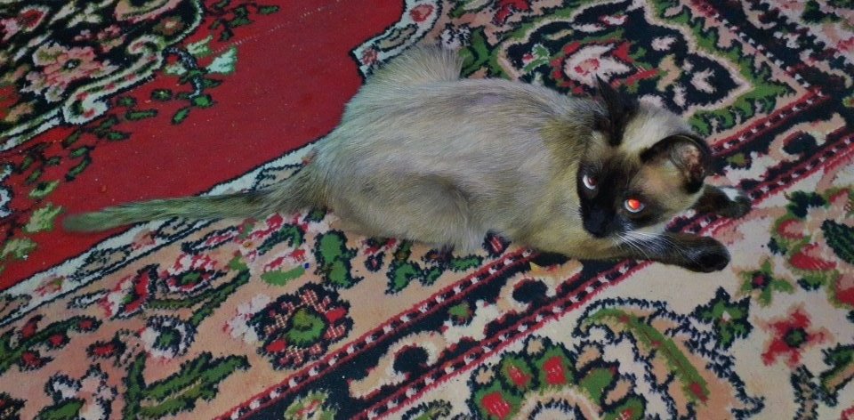 oth_1997's tweet image. 😻🤎
#cats #catlover #CatsOfTwitter  
 #animals #قطة