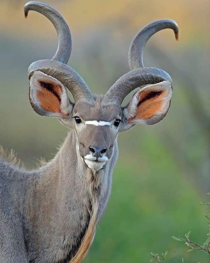 DustyRest's tweet photo. Kenya is world’s leading safari destination, superb attractions in National parks, conservancies and wildlife reserves
info@dustyrestsafariss.co.ke

#fyp #travelwithdustyrestsafaris #travelkenya #traveltiktok #safarikenya #magicalkenya #tembeakenya #exploretheworld #Escape https://t.co/F2PAzEPbpu