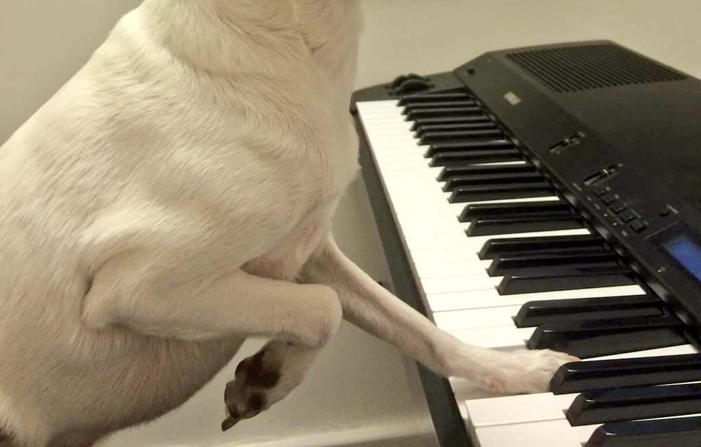 🐶👂 📺 (🌹👤's 🎸🎶), 😯⚡❕
🐶🐾 ➡️ 🏪 🎼, 👀 🎹 ➡️