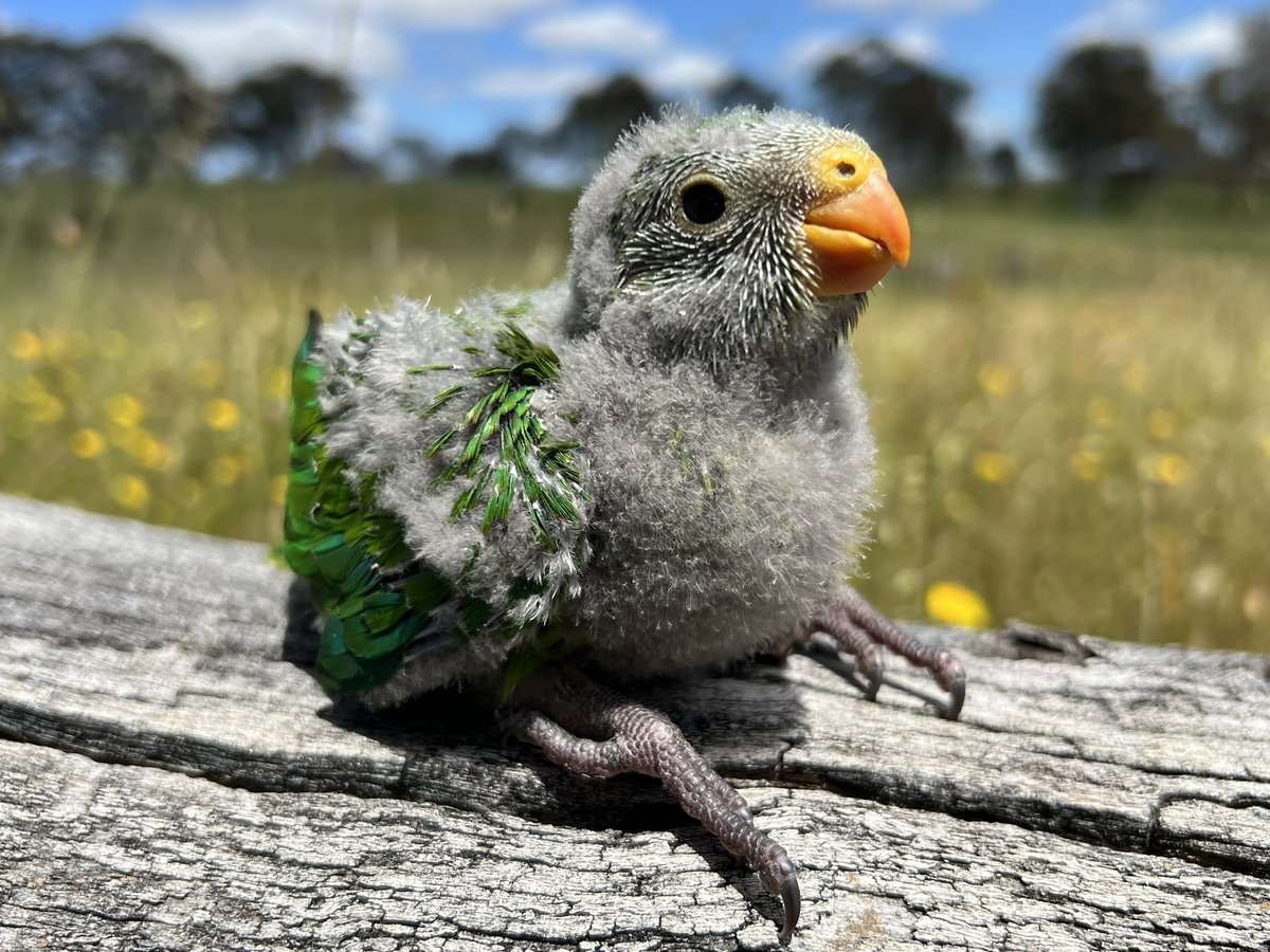 teamswiftparrot's tweet photo. Look at this face just OTT https://t.co/Wri1BpCBfK